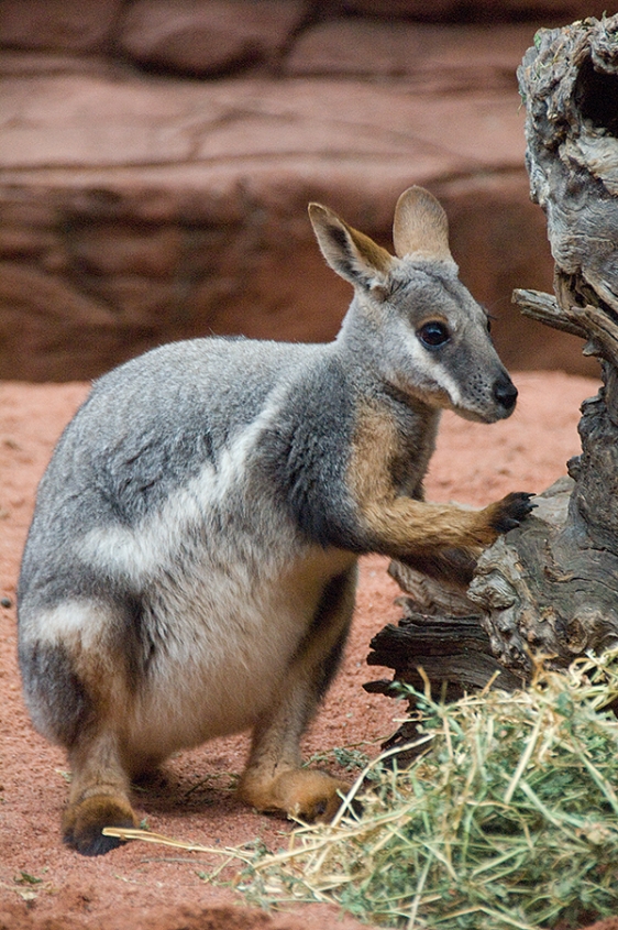 This fella looks young but you can see the back paws are already big.