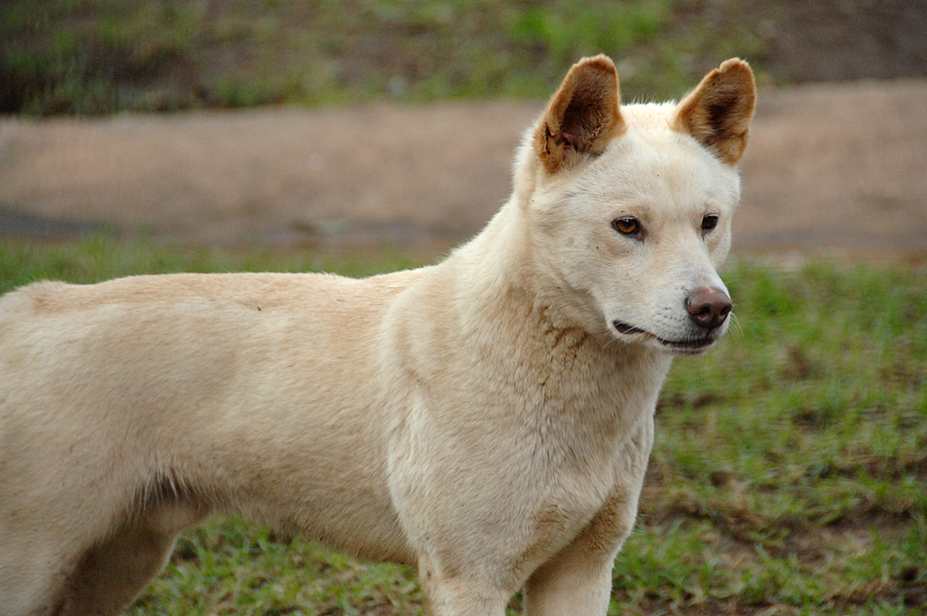 Dingo's are typically yellowish or ginger in color. 