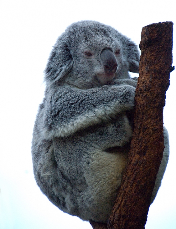 Koala