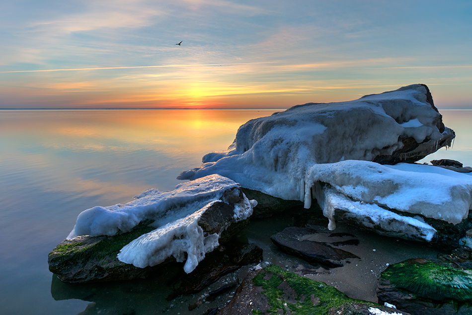 Chesapeake Bay Maryland Seagull Sunrise